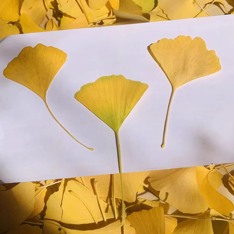 60Pcs Autumn Natural Ginkgo Leaf Dried Flowers Real Leaf Plant Specimens Children's DIY Hand-Painted Pressed Flower Stickers Pressed Flower Photo Frame
60Pcs Autumn Natural Ginkgo Leaf Dried Flowers Real Leaf Plant Specimens Children's DIY Hand-Painted Pressed Flower Stickers Pressed Flower Photo Frame