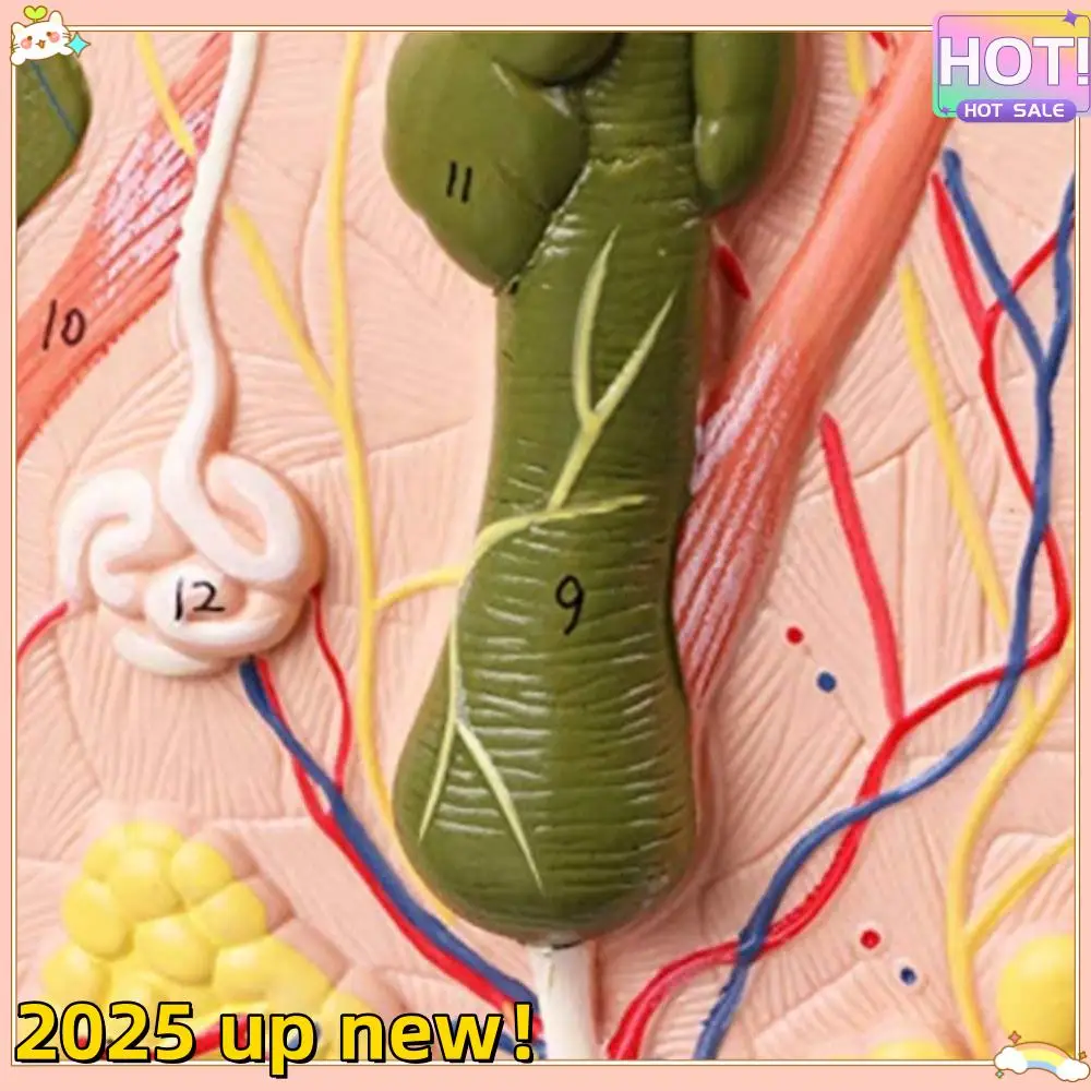 Модель кожи с нежной текстурой, 50-кратная увеличенная анатомическая модель кожи, анатомическая трехмерная модель кожи для дисплея учебы в классе
Модель кожи с нежной текстурой, 50-кратная увеличенная анатомическая модель кожи, анатомическая трехмерная модель кожи для дисплея учебы в классе