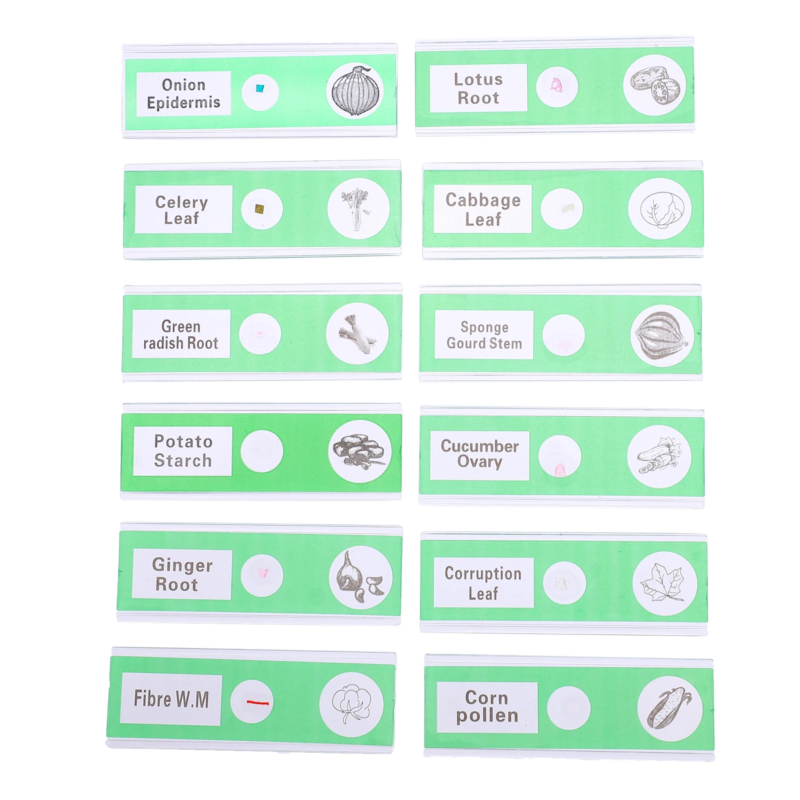 12pcs Microscope Accessories ABS Specimens Prepared Slides Plastic Safe for Kids Home School Programs Vegetable Samples Easy
12pcs Microscope Accessories ABS Specimens Prepared Slides Plastic Safe for Kids Home School Programs Vegetable Samples Easy