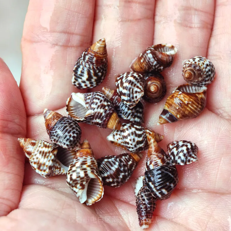 Natural Sesame Rice Snail Seashell Rare Sea Shells Home Decoration Accessories Aquarium Decoration Shell Decoration Crafts
Natural Sesame Rice Snail Seashell Rare Sea Shells Home Decoration Accessories Aquarium Decoration Shell Decoration Crafts