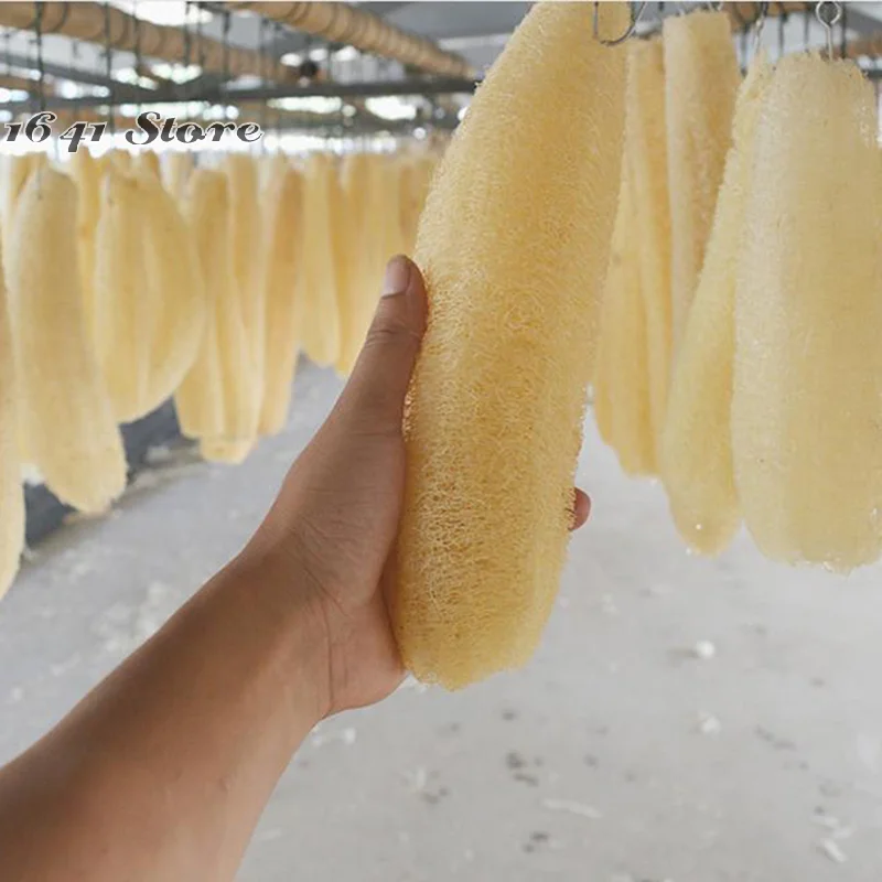 (NEW)Full Loofah Natural Exfoliating Biodegradable Loofah Sponge Cellulose Natural Shower Sponge Scrubber For Kitchen Bathroom
(NEW)Full Loofah Natural Exfoliating Biodegradable Loofah Sponge Cellulose Natural Shower Sponge Scrubber For Kitchen Bathroom