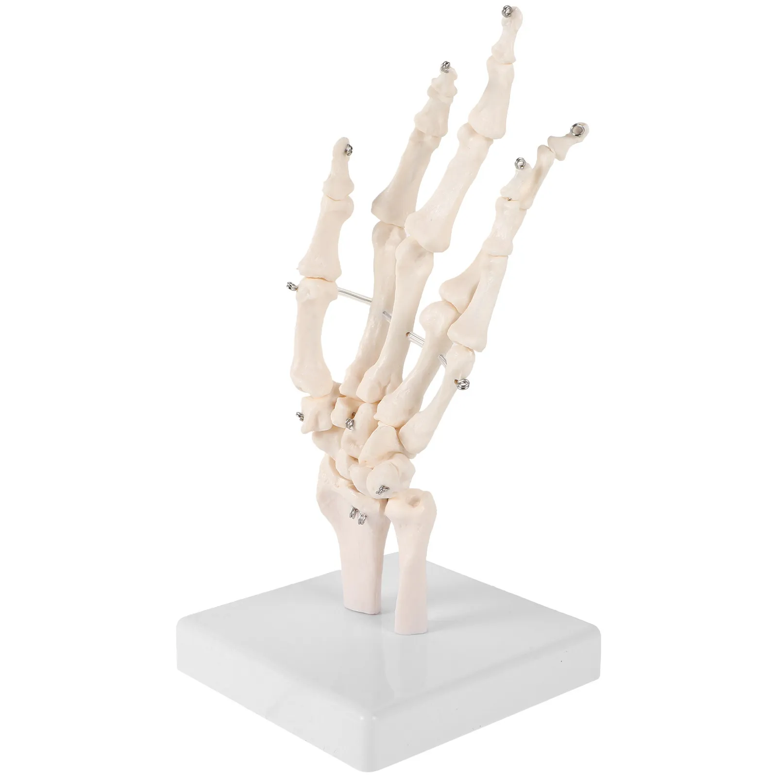 Human Hand Bone Joint Simulation Teaching Equipment Teaching Anatomical Scientific Labs Tool Labs Model Base
Human Hand Bone Joint Simulation Teaching Equipment Teaching Anatomical Scientific Labs Tool Labs Model Base