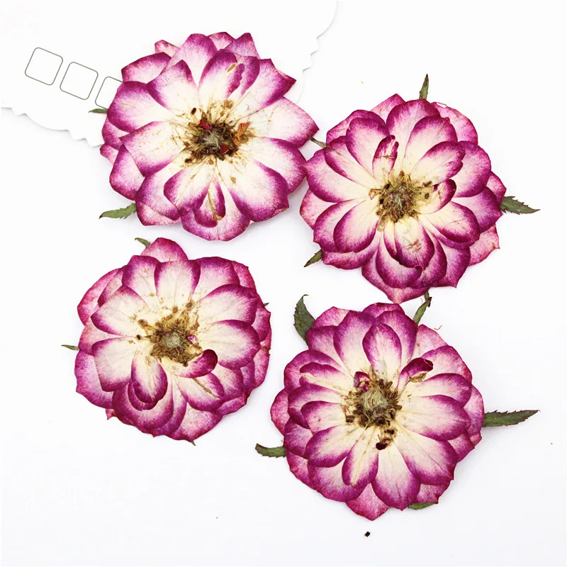 100Pcs Two-Tone Roses, Real Flower Pressed Flower Specimens, Face-Petal Makeup Stickers, Pressed Flower Table Lamp and Candle Stickers, Dried Flower DIY Materials
100Pcs Two-Tone Roses, Real Flower Pressed Flower Specimens, Face-Petal Makeup Stickers, Pressed Flower Table Lamp and Candle Stickers, Dried Flower DIY Materials