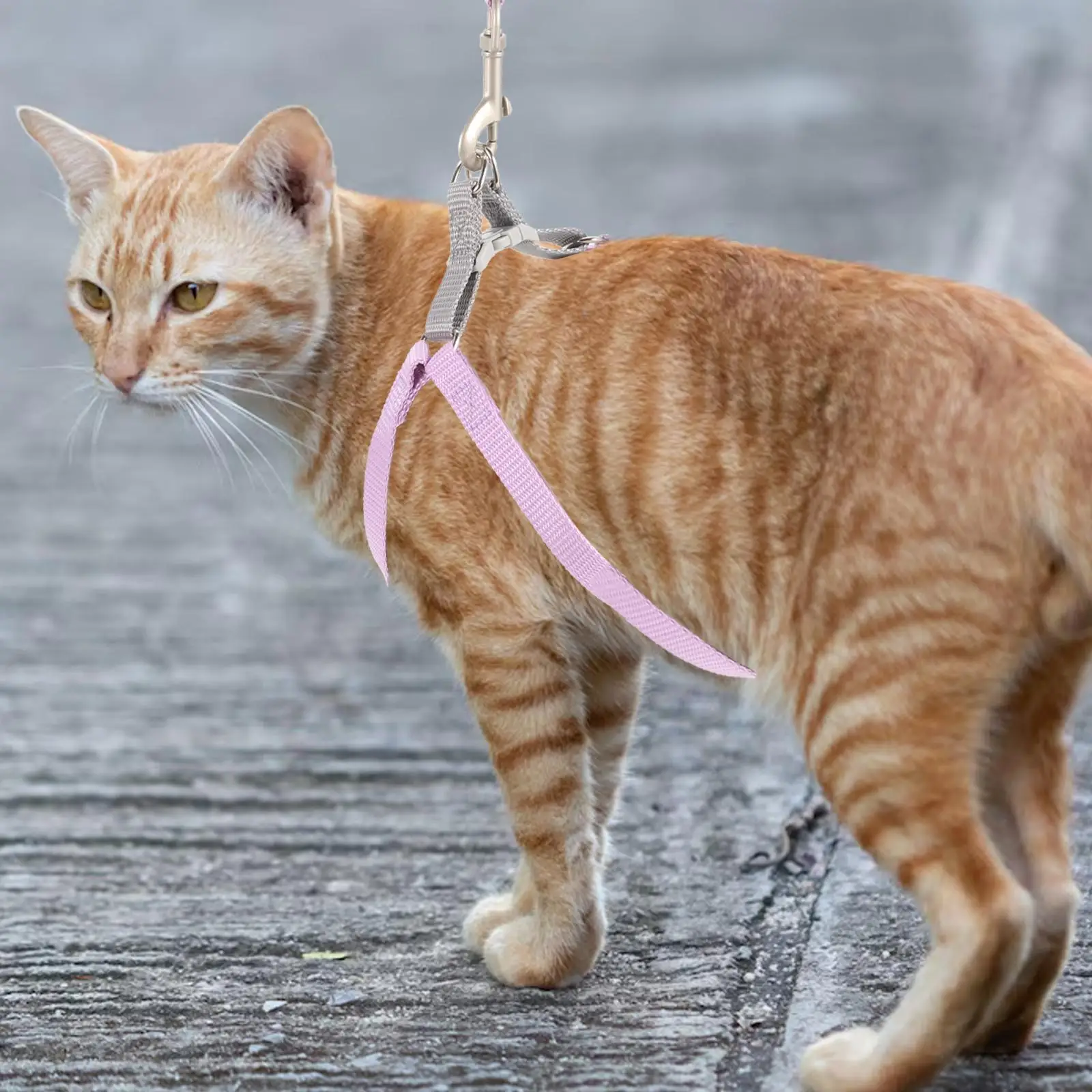 Harness for Cats Leash to Walk and Collars Leashes Harnesses Walking Small Kitten Dog
Harness for Cats Leash to Walk and Collars Leashes Harnesses Walking Small Kitten Dog