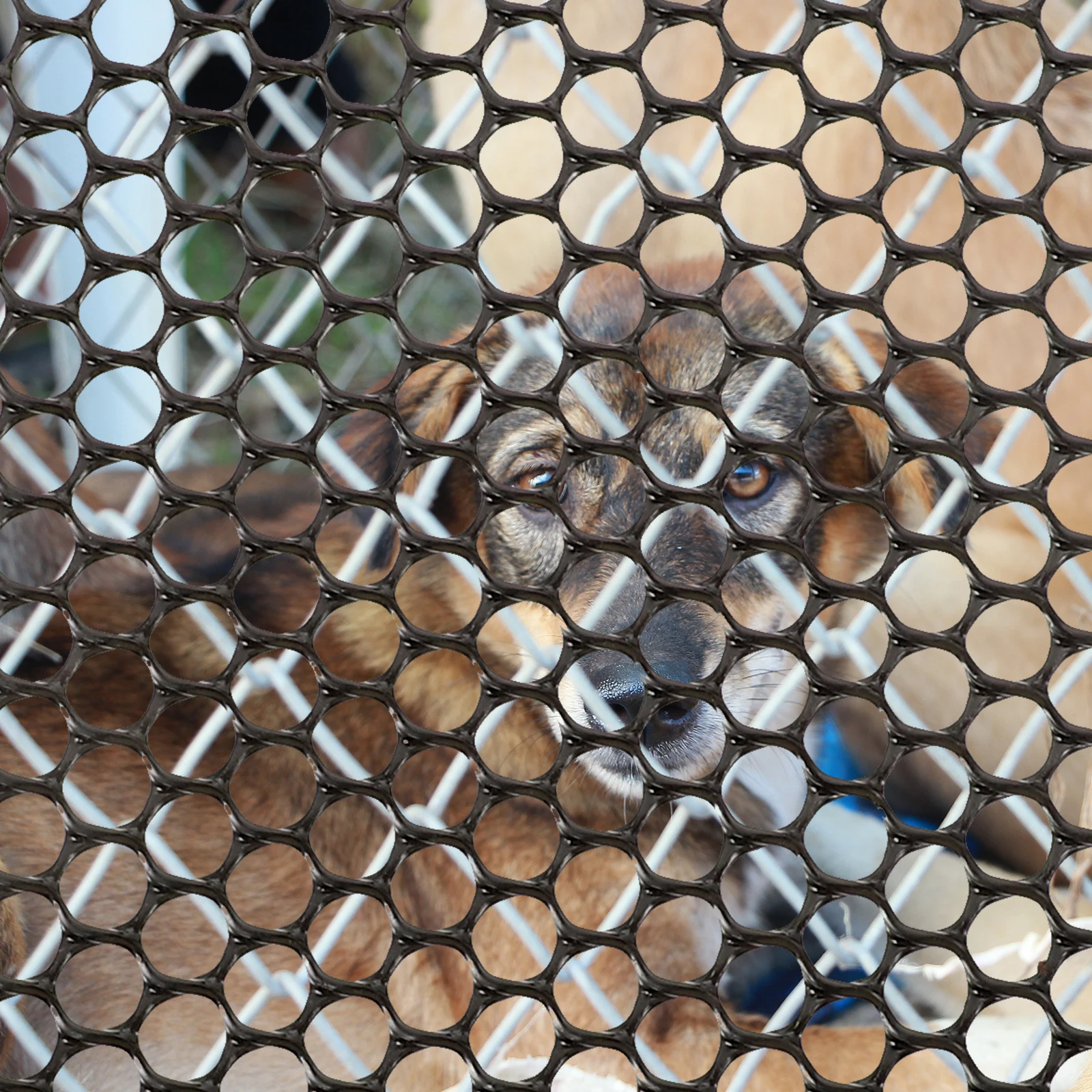 1 Roll Hexagonal Garden Fence Plastic Mesh Lightweight Flexible Chicken Wire Garden Netting Poultry Wire Fence Barrier Outdoor 
1 Roll Hexagonal Garden Fence Plastic Mesh Lightweight Flexible Chicken Wire Garden Netting Poultry Wire Fence Barrier Outdoor