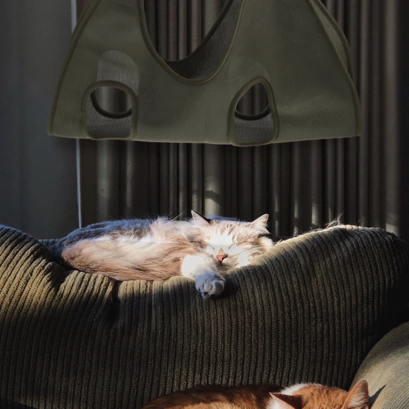 1pc Grooming Hammock For Dog Cat Nail Trimming Helper Supplies Hammock Assistant Hanging Bed Durable Easy Install
1pc Grooming Hammock For Dog Cat Nail Trimming Helper Supplies Hammock Assistant Hanging Bed Durable Easy Install