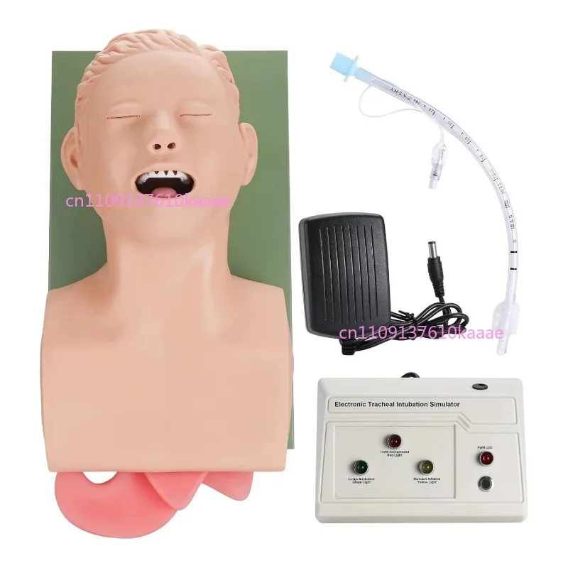 220V 110V Adult Airway Management Trainer Tracheal Intubation Training Simulator Model Airway Managment Trainer with Tube
220V 110V Adult Airway Management Trainer Tracheal Intubation Training Simulator Model Airway Managment Trainer with Tube