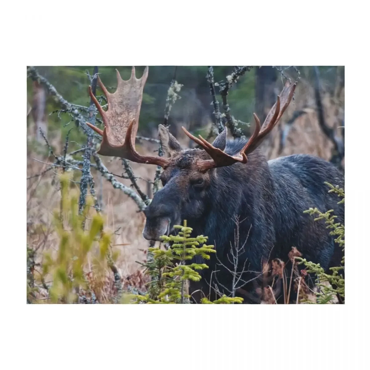 Bull Moose Throw Blanket Designers Weighted Flannel Fabric Beach Blankets
Bull Moose Throw Blanket Designers Weighted Flannel Fabric Beach Blankets