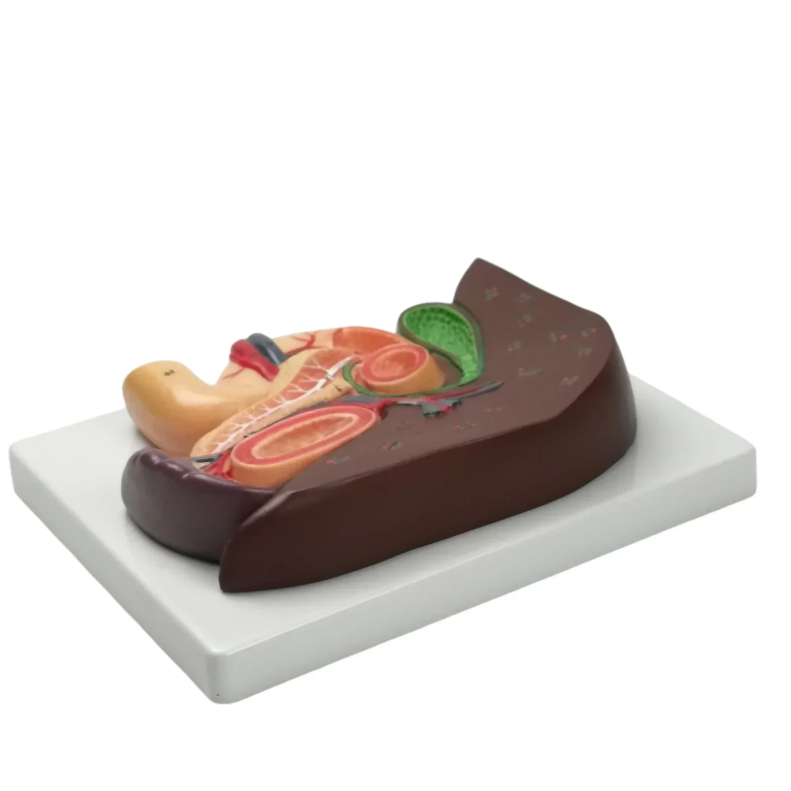 PVC Cameo Type Human Liver and Duodenum Anatomy Model Medical Teaching Visceral Specimen
PVC Cameo Type Human Liver and Duodenum Anatomy Model Medical Teaching Visceral Specimen
