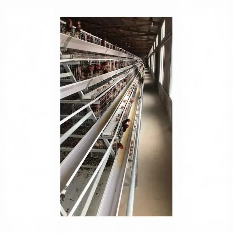 Automatic Layer Hen Cage System Efficient, Durable Poultry Farming Equipment for Egg Production
Automatic Layer Hen Cage System Efficient, Durable Poultry Farming Equipment for Egg Production