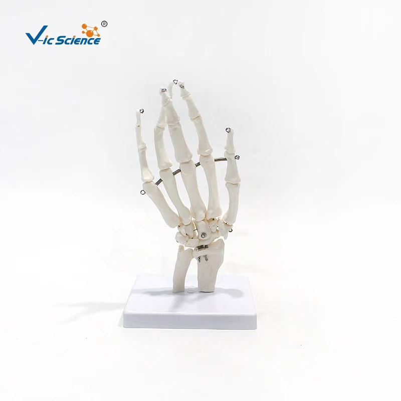Life-Size PVC Hand Joint Skeleton Model for Medical Science Training Anatomical Teaching Aid with Ligaments for Schools
Life-Size PVC Hand Joint Skeleton Model for Medical Science Training Anatomical Teaching Aid with Ligaments for Schools