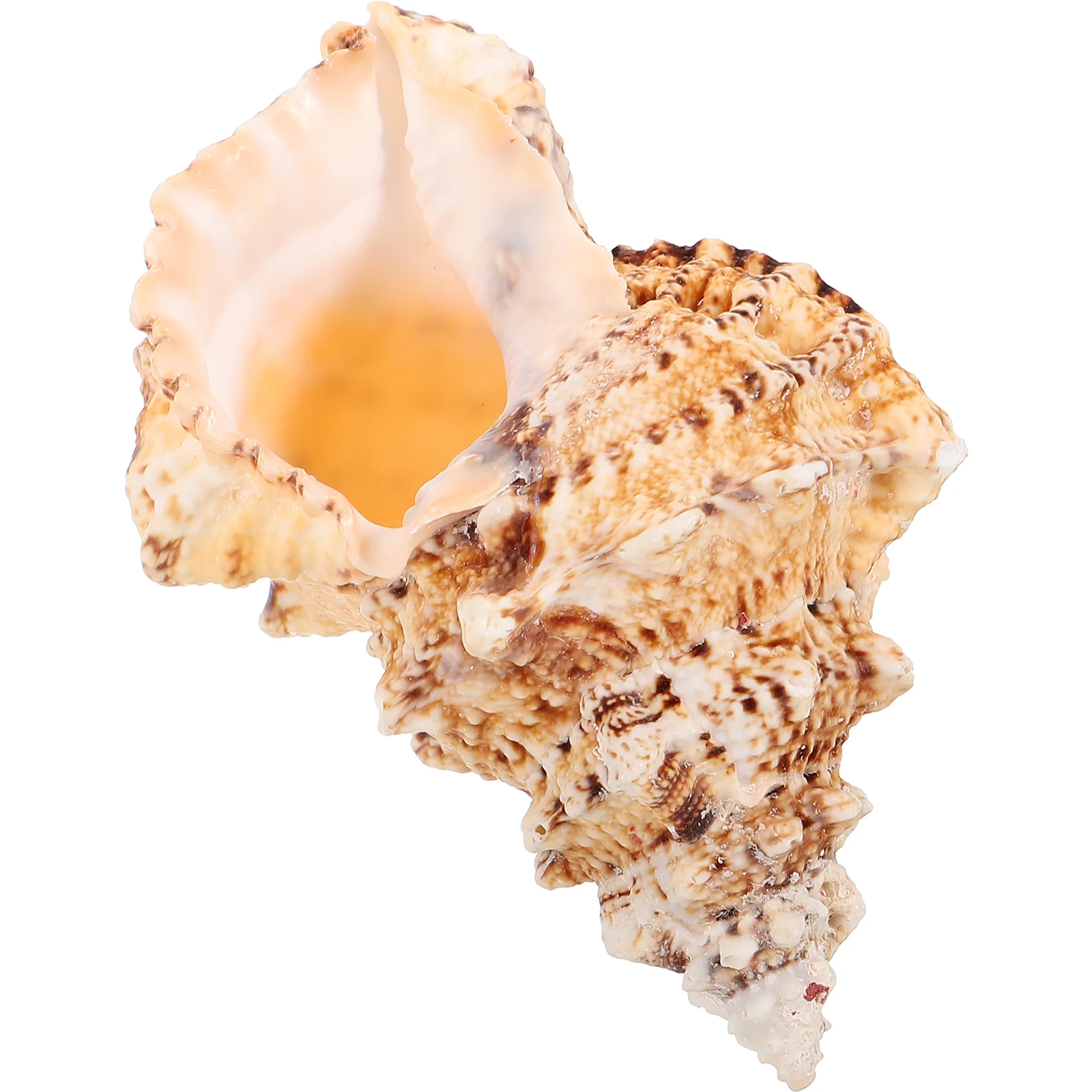 Large Fish Tank Conch Natural Conch Air Plant Holder Sea Shell Plant Pot Shell Craft Beach Theme Party Favor
Large Fish Tank Conch Natural Conch Air Plant Holder Sea Shell Plant Pot Shell Craft Beach Theme Party Favor