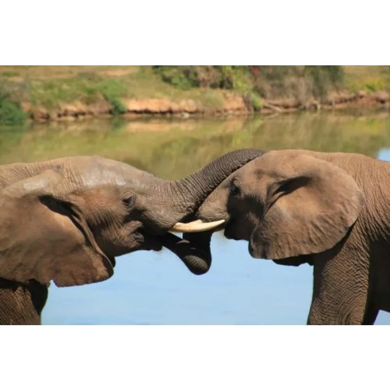 ZD Racing 9020 V3 1:8 Ratio 90KM/h Four-wheel Drive Brushless Electric Buggy Professional Racing Grade Remote Control Car Boy Fe
ZD Racing 9020 V3 1:8 Ratio 90KM/h Four-wheel Drive Brushless Electric Buggy Professional Racing Grade Remote Control Car Boy Fe