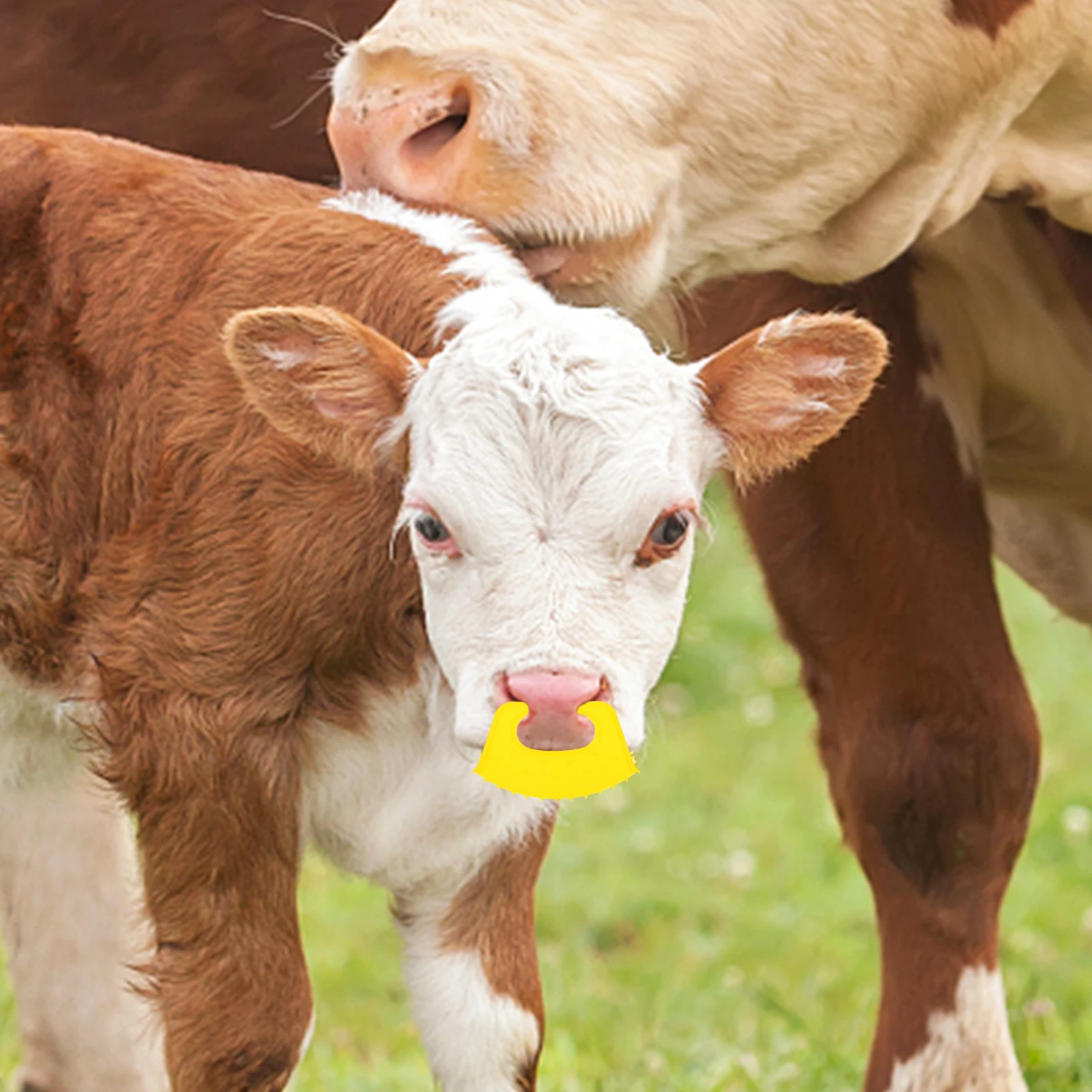 10pcs Calf Weaner Bull Nose Clip Orange Plastic Weaning Tool for Calves Lightweight Ergonomic Farm Animal Equipment Cow Nose
10pcs Calf Weaner Bull Nose Clip Orange Plastic Weaning Tool for Calves Lightweight Ergonomic Farm Animal Equipment Cow Nose