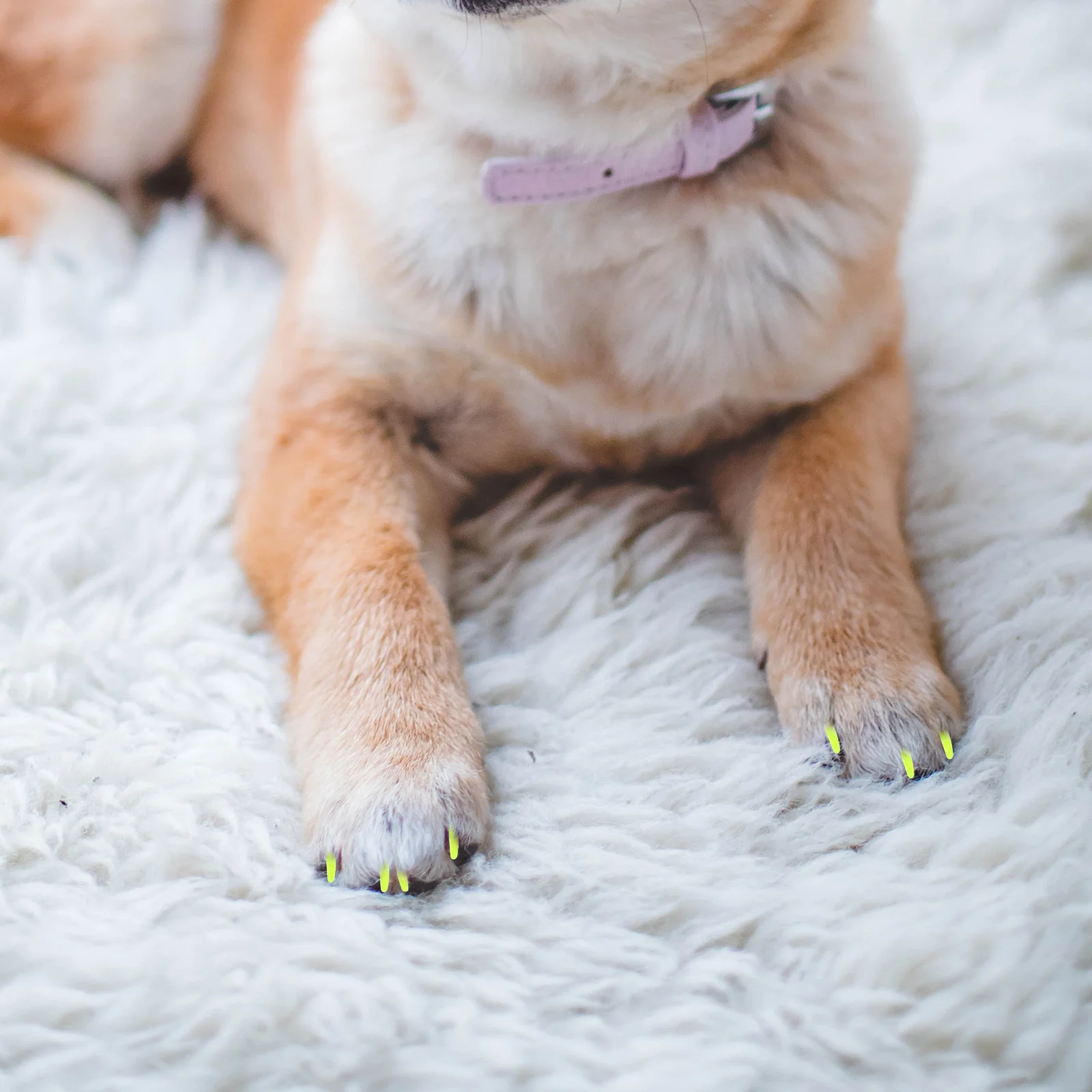 160Pcs Kitten Nail Caps Kit Reusable Pet Claw Guards Natural Fit Comfortable Wear for Daily Use with Strong Adhesion
160Pcs Kitten Nail Caps Kit Reusable Pet Claw Guards Natural Fit Comfortable Wear for Daily Use with Strong Adhesion