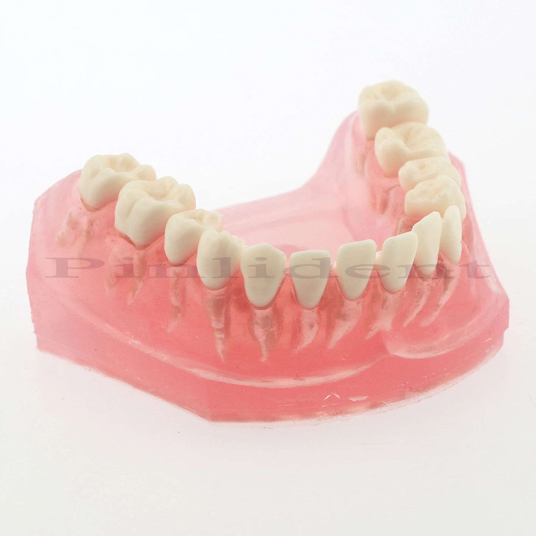 Dental Model M7008 Adult Dental Teaching Model Full Mouth 28PCS Removable Dental Material TYPODONT
Dental Model M7008 Adult Dental Teaching Model Full Mouth 28PCS Removable Dental Material TYPODONT
