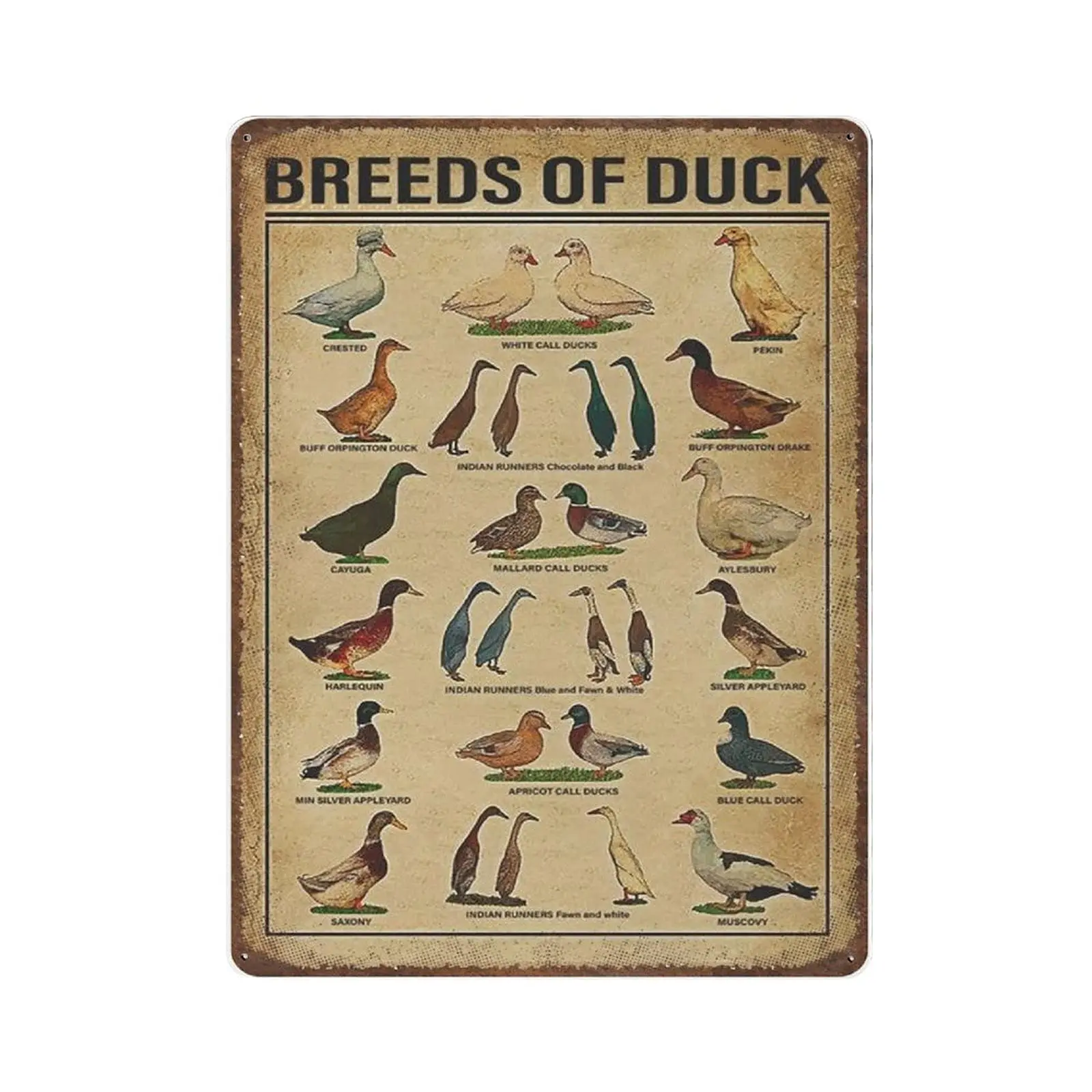 Dreacoss Retro Metal tin Sign,Novelty Poster,Iron Painting,Breeds of Duck Tin Sign, Vintage Duck Art, Duck Breeds Wall Art, Farm
Dreacoss Retro Metal tin Sign,Novelty Poster,Iron Painting,Breeds of Duck Tin Sign, Vintage Duck Art, Duck Breeds Wall Art, Farm