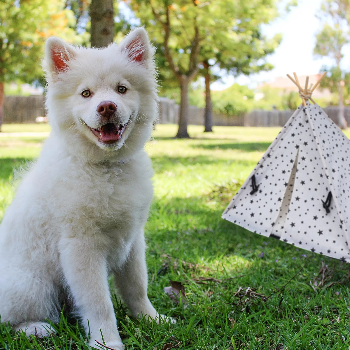 Tent Cat Cage Breathable Bed for Portable House Small Pets Toy Pet Cage Mini Pet Tent Kennel Indoor Outdoor Use
Tent Cat Cage Breathable Bed for Portable House Small Pets Toy Pet Cage Mini Pet Tent Kennel Indoor Outdoor Use