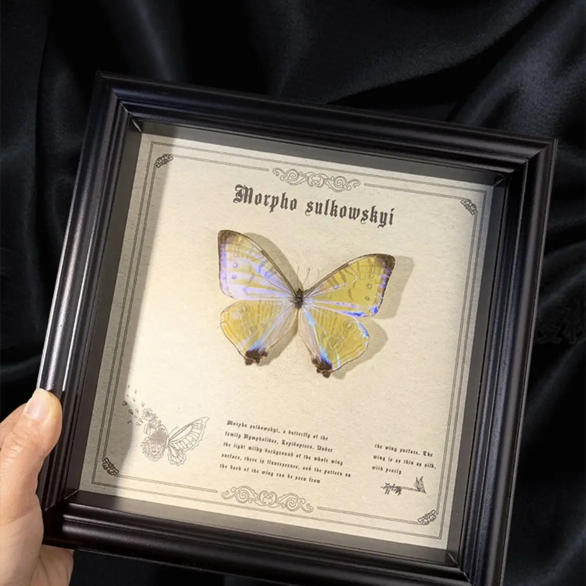 Night Pearl Morpho Butterfly Real Butterfly Biological Specimen Decorative Three-dimensional Ornament
Night Pearl Morpho Butterfly Real Butterfly Biological Specimen Decorative Three-dimensional Ornament