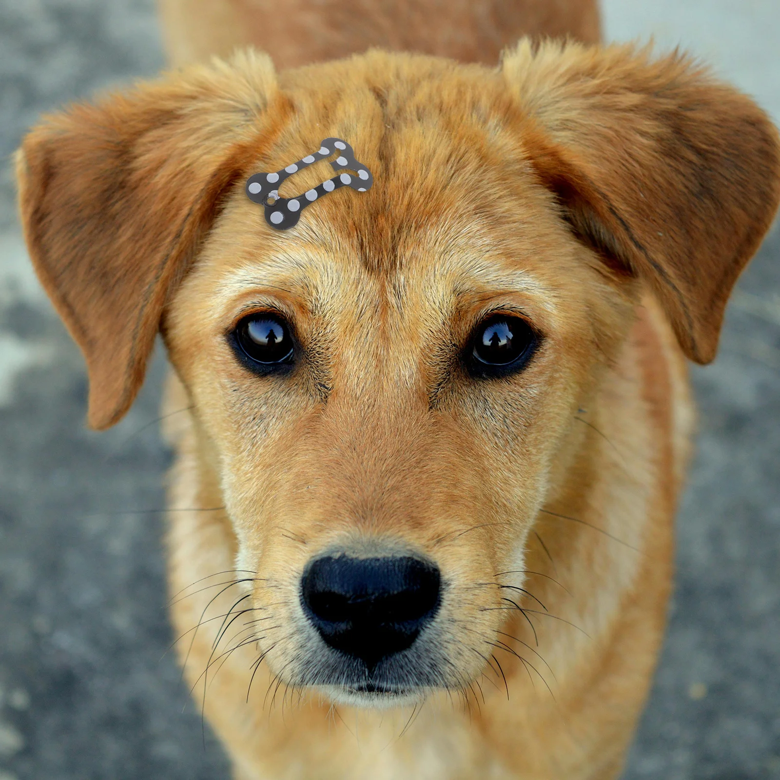 20Pcs Pet Hair Clip Accessories Cute Dog Bone Shaped Hairpins for Small Puppies Grooming Decoration Mini Claw Clips
20Pcs Pet Hair Clip Accessories Cute Dog Bone Shaped Hairpins for Small Puppies Grooming Decoration Mini Claw Clips