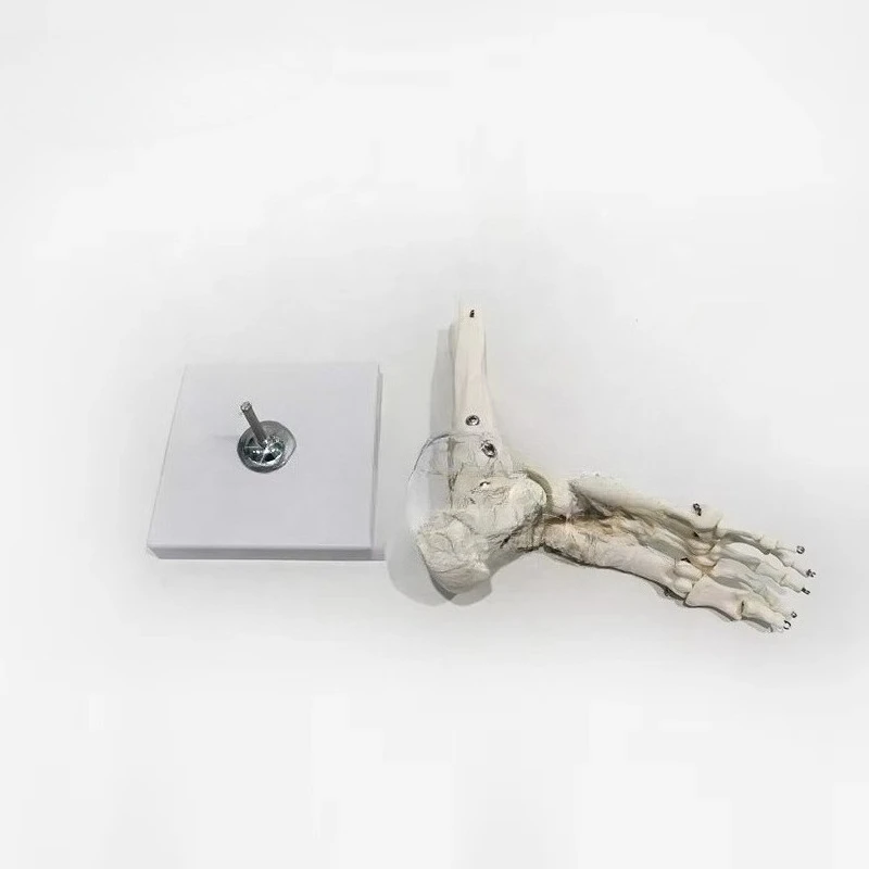 Ankle Anatomy PVC Foot Skeleton Model for Medical Training and Education
Ankle Anatomy PVC Foot Skeleton Model for Medical Training and Education