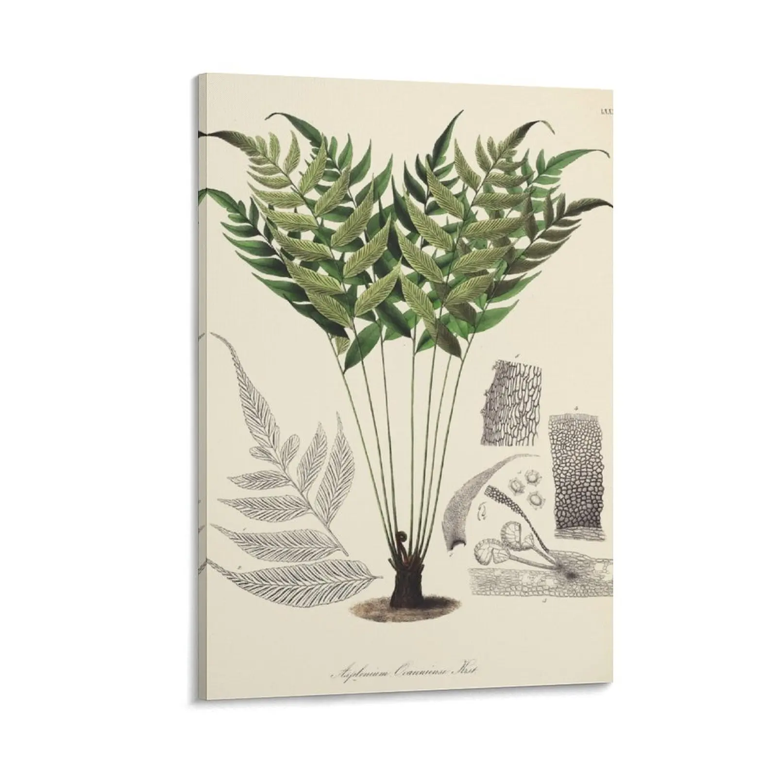 Vintage botanical illustration - Asplenium ocanniense - fern family Canvas Painting decorations for the room
Vintage botanical illustration - Asplenium ocanniense - fern family Canvas Painting decorations for the room