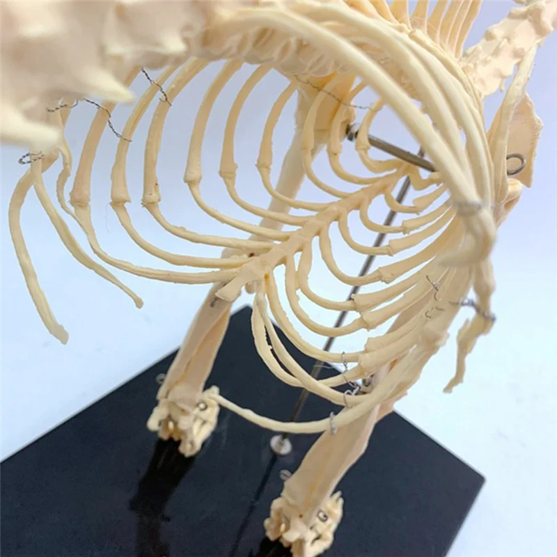 Dog Skeleton Model Dog Anatomy Animal Teaching Model Laboratory Veterinary Teaching Demonstration Tool 1 Piece PVC
Dog Skeleton Model Dog Anatomy Animal Teaching Model Laboratory Veterinary Teaching Demonstration Tool 1 Piece PVC