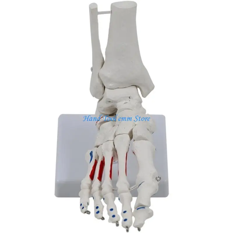 H37F Human Foot & Ankle Model Medicals Anatomical Model Teaching Model Human Foot Joint Skeleton Model for Science Classroom
H37F Human Foot & Ankle Model Medicals Anatomical Model Teaching Model Human Foot Joint Skeleton Model for Science Classroom
