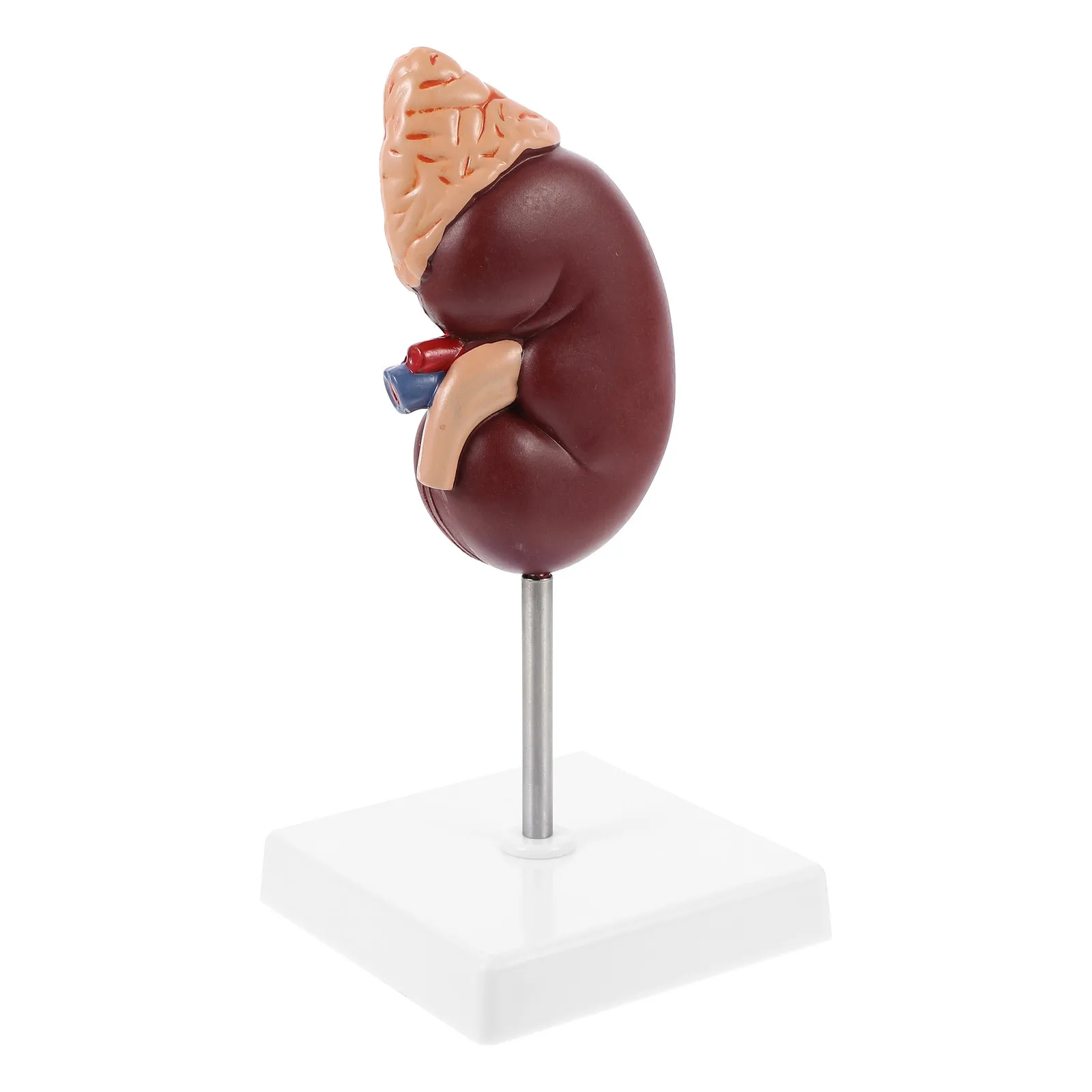 1Pcs Human Kidney Kidney Gland Teaching Display Removable Two Parts Anatomy Study Demonstration
1Pcs Human Kidney Kidney Gland Teaching Display Removable Two Parts Anatomy Study Demonstration