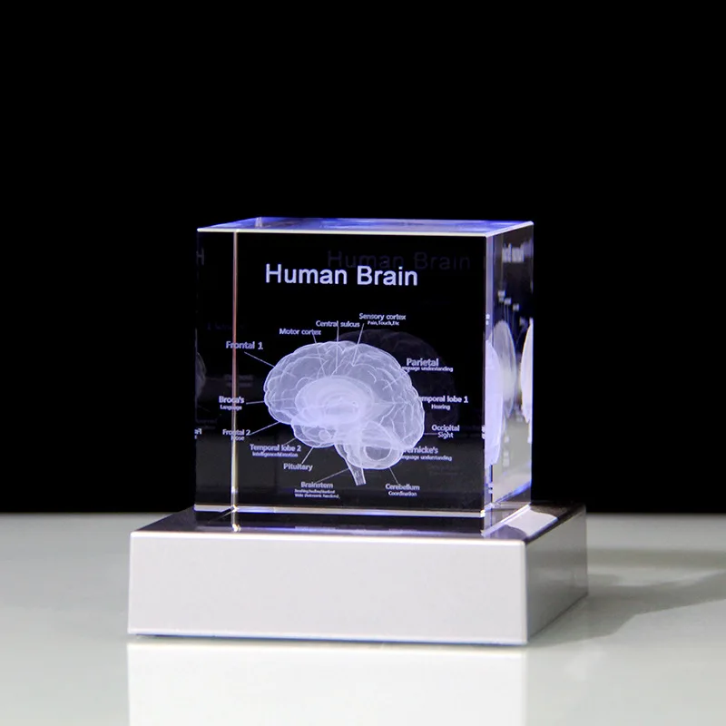 3D Human Anatomical Model K9 Crystal Laser Brain Sculpture Cube Paperweight Figurines Thinking Medical Science Gift decoration
3D Human Anatomical Model K9 Crystal Laser Brain Sculpture Cube Paperweight Figurines Thinking Medical Science Gift decoration