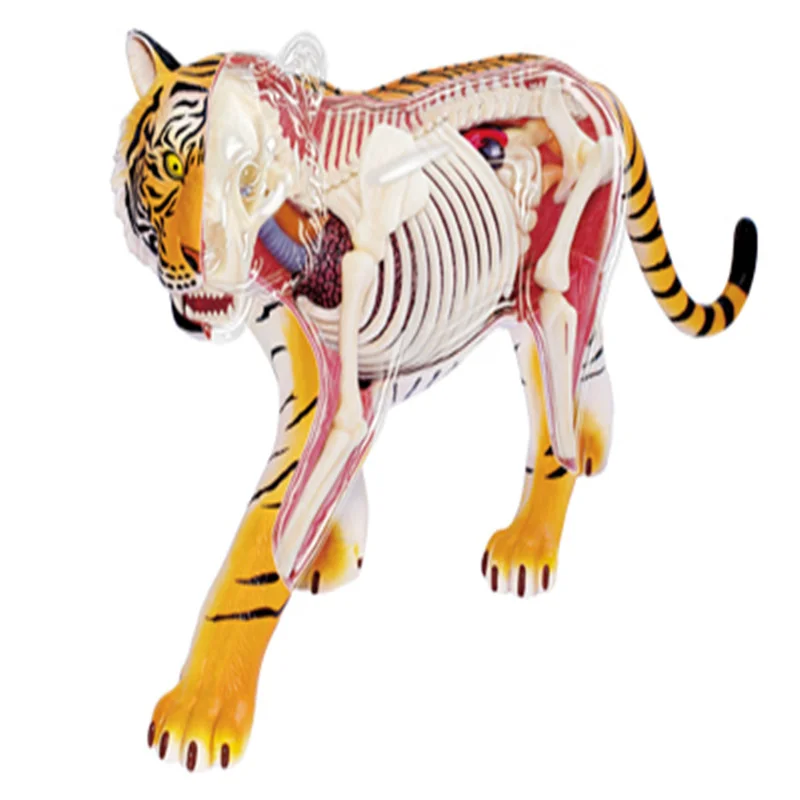 Animal Biology Tiger Organ Anatomy Medical Teaching Model Intelligence Assembling Toy Students Gifts School Supplies Science DIY
Animal Biology Tiger Organ Anatomy Medical Teaching Model Intelligence Assembling Toy Students Gifts School Supplies Science DIY