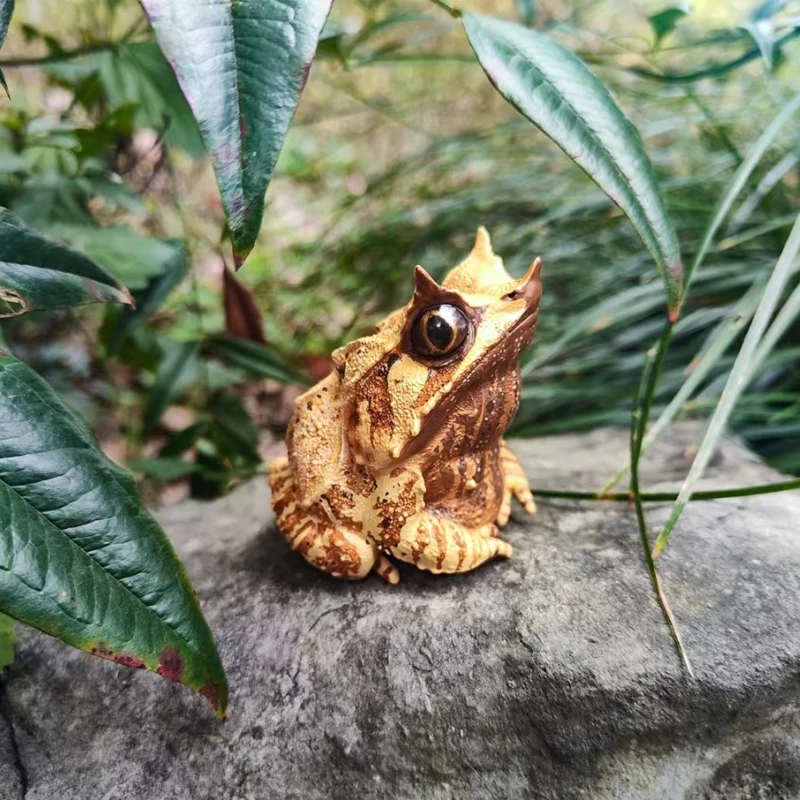 1Pcs Fit and Happy Frog Model Chacophrys Pierottii Figure Optimistic Pumilio Bastimentos Animal Toy With Retail Box
1Pcs Fit and Happy Frog Model Chacophrys Pierottii Figure Optimistic Pumilio Bastimentos Animal Toy With Retail Box