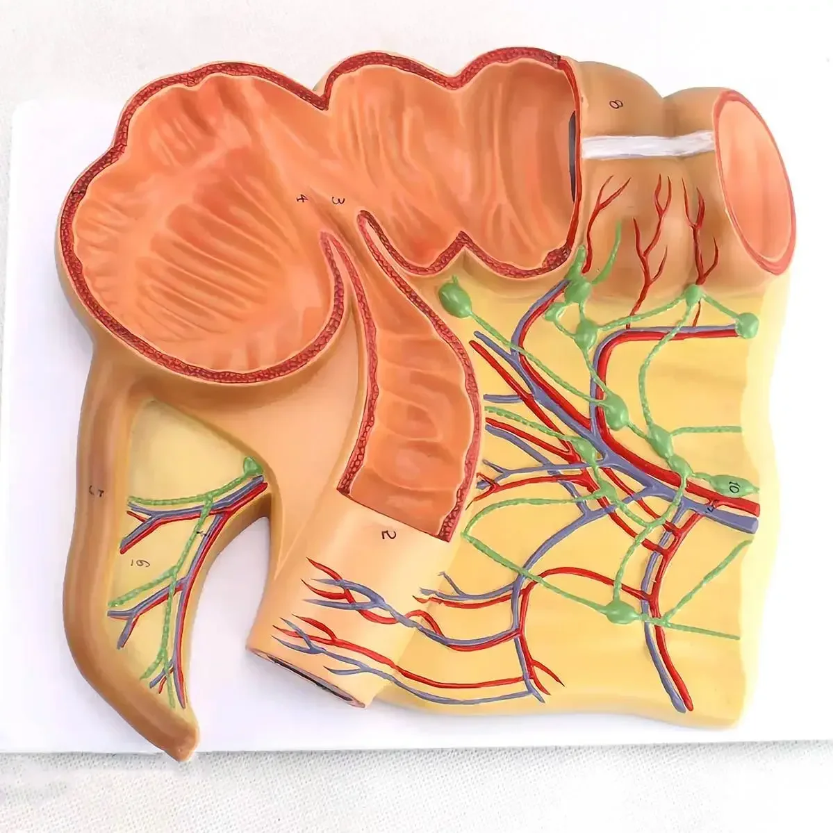 PVC Human Caecum and Appendix Model Medical Anatomical Models Teaching
PVC Human Caecum and Appendix Model Medical Anatomical Models Teaching