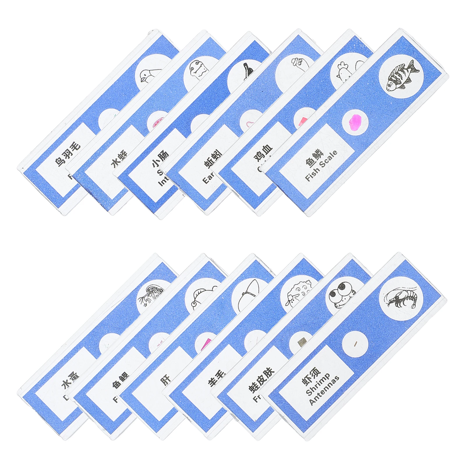 12 Pcs Microscope Biological Sample Sections Animals Cells Samples Vegetable Insect Slides Blue Biology Sampler Child
12 Pcs Microscope Biological Sample Sections Animals Cells Samples Vegetable Insect Slides Blue Biology Sampler Child