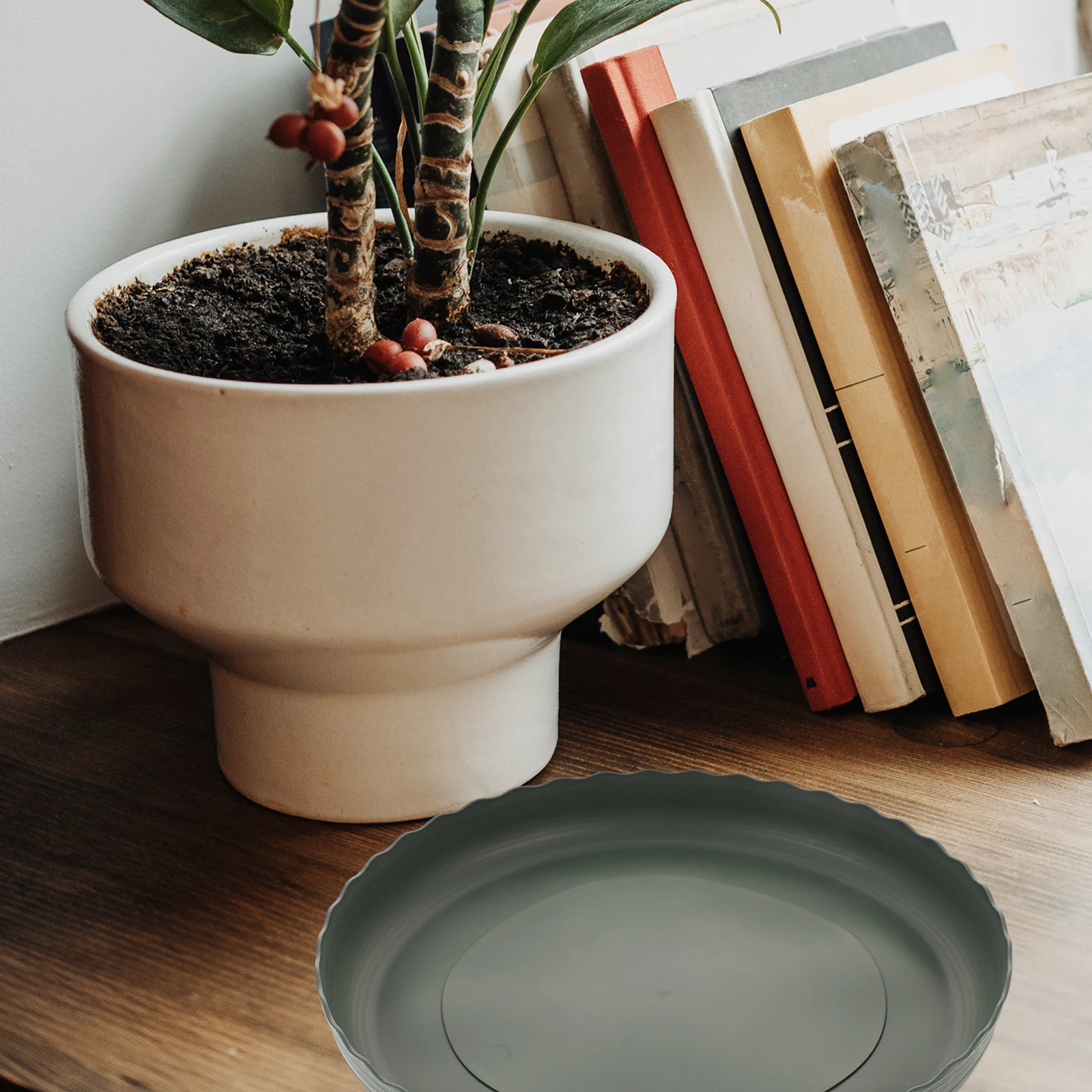 3pcs Durable Plastic Saucer for Plant Pots Flat Bottom Prevent Slipping Protect Surfaces Maintain Moisture Bonsai Trees Flower 
3pcs Durable Plastic Saucer for Plant Pots Flat Bottom Prevent Slipping Protect Surfaces Maintain Moisture Bonsai Trees Flower