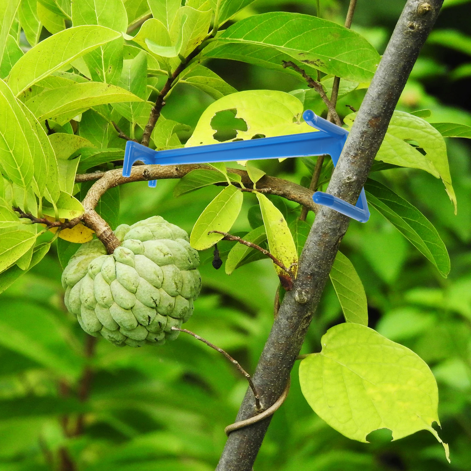 20pcs Fruit Tree Branch Puller Set Black Small Large Adjustable Spreader Limb Bender Gardening Tool KitTwig Clips Plastic
20pcs Fruit Tree Branch Puller Set Black Small Large Adjustable Spreader Limb Bender Gardening Tool KitTwig Clips Plastic