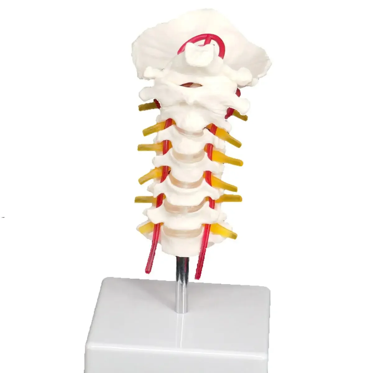 Occipital Spinal Arteria Spine Nerves Cervical Vertebrae Orthopedic Model Teaching Training Aid Education
Occipital Spinal Arteria Spine Nerves Cervical Vertebrae Orthopedic Model Teaching Training Aid Education