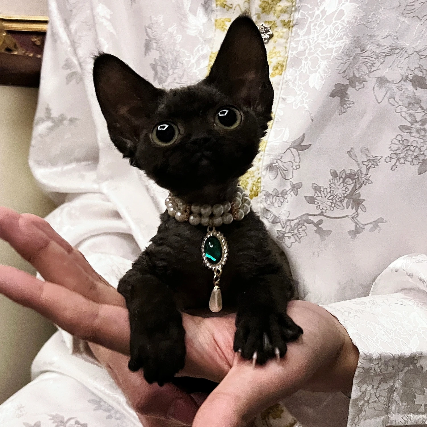 Devon Abyssinian Cat Collar Cat Necklace Dog Collar Dog Collar Pet Dog Necklace
Devon Abyssinian Cat Collar Cat Necklace Dog Collar Dog Collar Pet Dog Necklace