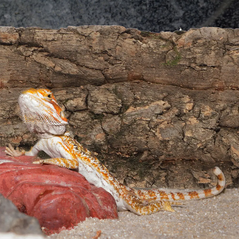 2Pcs Cork Bark for Reptiles Terrarium Decor Reptile Tank Supplies Natural Basking Platform Climbing Decor for Lizards Turtles
2Pcs Cork Bark for Reptiles Terrarium Decor Reptile Tank Supplies Natural Basking Platform Climbing Decor for Lizards Turtles