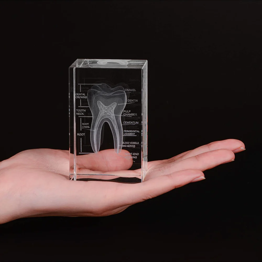2 шт. 3D-модели зубов из кристалла, анатомическая модель, украшение для дома, подарки для творчества, сувениры для стоматологических клиник, больниц и школ
2 шт. 3D-модели зубов из кристалла, анатомическая модель, украшение для дома, подарки для творчества, сувениры для стоматологических клиник, больниц и школ