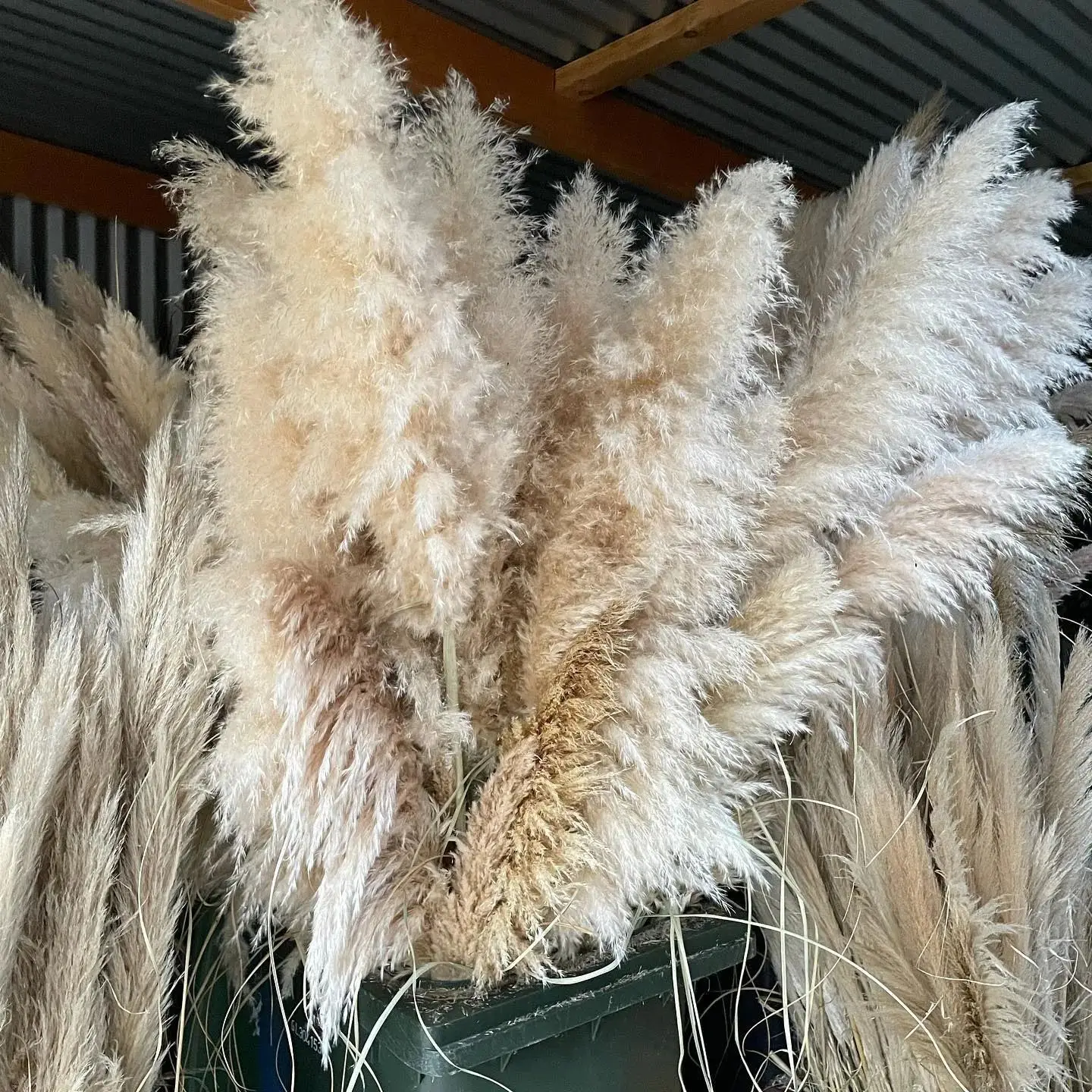 Pampas Grass Large Natural White Pink Dried Flowers Bouquet Fluffy For Boho Vintage Style Home Wedding Arrangement Flowers Decor
Pampas Grass Large Natural White Pink Dried Flowers Bouquet Fluffy For Boho Vintage Style Home Wedding Arrangement Flowers Decor