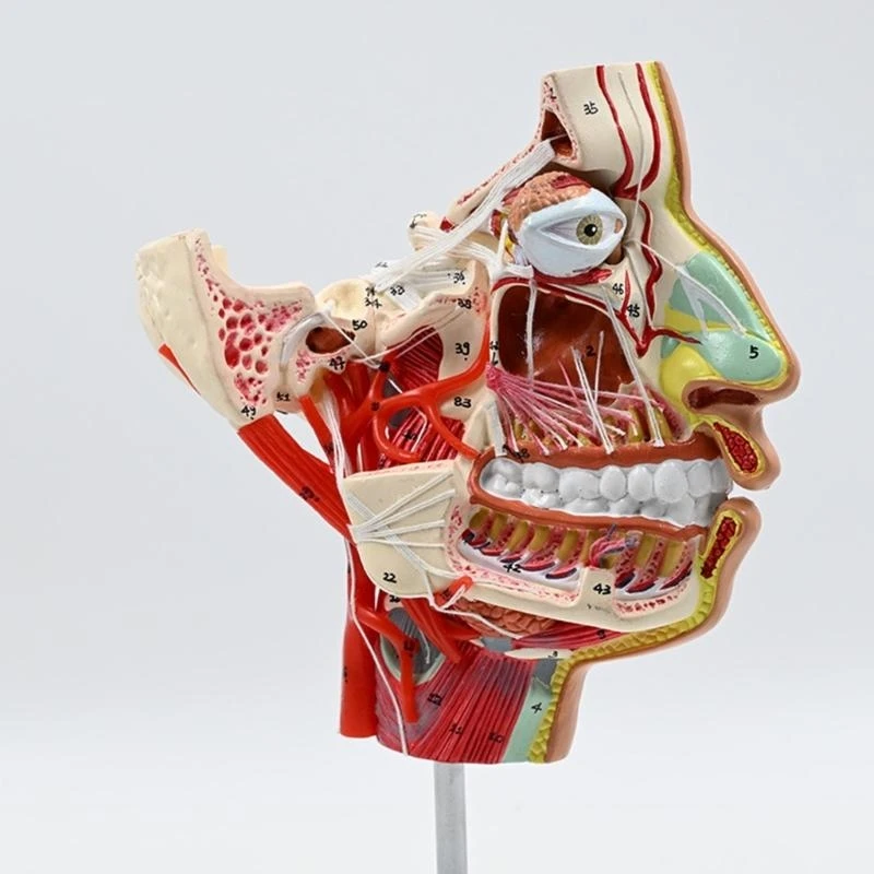 Human Chop-facials Vascular Nerve Blood Vessels Model Human Half Head Model Medicals Teaching Tool Human Anatomical Model
Human Chop-facials Vascular Nerve Blood Vessels Model Human Half Head Model Medicals Teaching Tool Human Anatomical Model