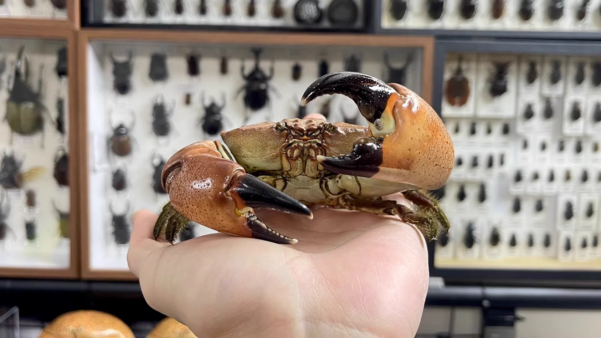 Zhe Fan Crab, Real Crab Specimens, Handicrafts, Marine Life Collectors, Alien Crabs, Natural Home Decoration, Office Desk Decoration
Zhe Fan Crab, Real Crab Specimens, Handicrafts, Marine Life Collectors, Alien Crabs, Natural Home Decoration, Office Desk Decoration