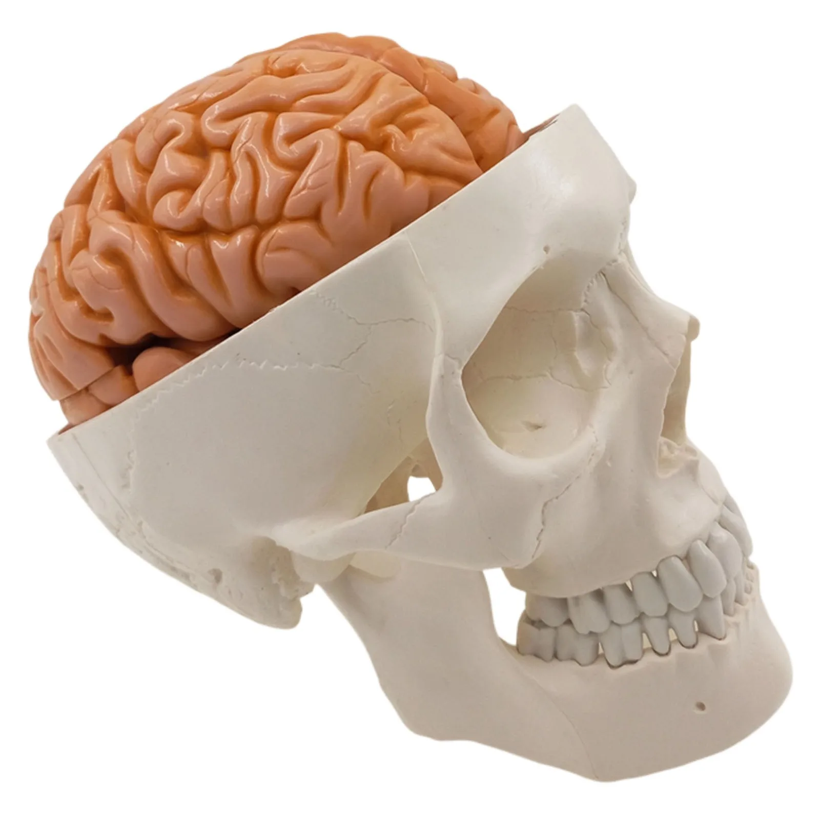 PVC Life Size Human Skull 3 Parts With Brain 8 Parts Numbered Model for Medical Study
PVC Life Size Human Skull 3 Parts With Brain 8 Parts Numbered Model for Medical Study