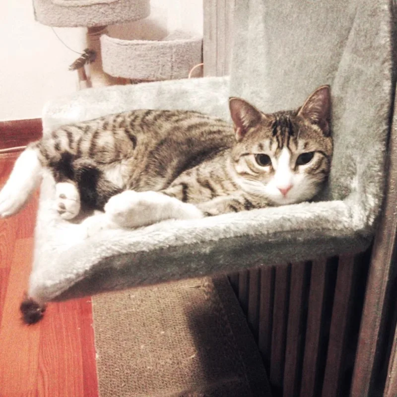 Cat hanging radiator cat nest, pet hanging nest warm nest pad high-end firm hammock
Cat hanging radiator cat nest, pet hanging nest warm nest pad high-end firm hammock