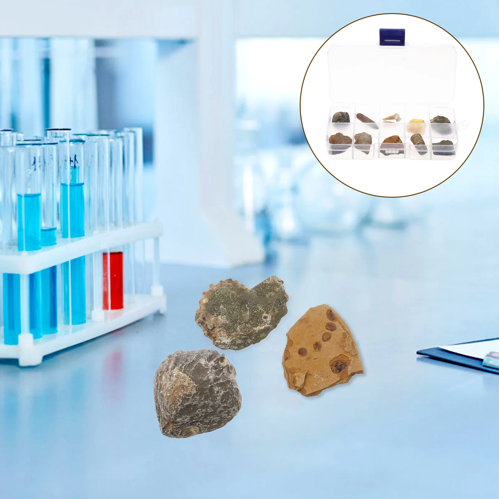10 Pcs Biological Specimens Amber Dinosaur Gemstone Dig Kit Paleontology Science Decorate
10 Pcs Biological Specimens Amber Dinosaur Gemstone Dig Kit Paleontology Science Decorate