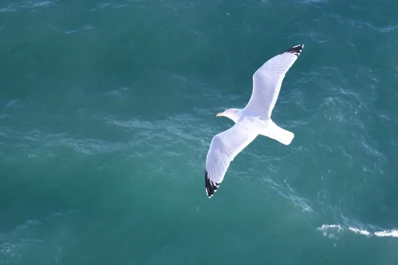 Бесщеточный контроллер полета BETAFPV Matrix 1S 3IN1/4IN1 — совместим с Meteor75 Pro O4 и Meteor65 Pro O4
Бесщеточный контроллер полета BETAFPV Matrix 1S 3IN1/4IN1 — совместим с Meteor75 Pro O4 и Meteor65 Pro O4