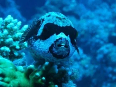 Аксессуары для модификации и тюнинга радиоуправляемых машин Weili: внедорожные шины для моделей 144001, 124008, RC124017
Аксессуары для модификации и тюнинга радиоуправляемых машин Weili: внедорожные шины для моделей 144001, 124008, RC124017