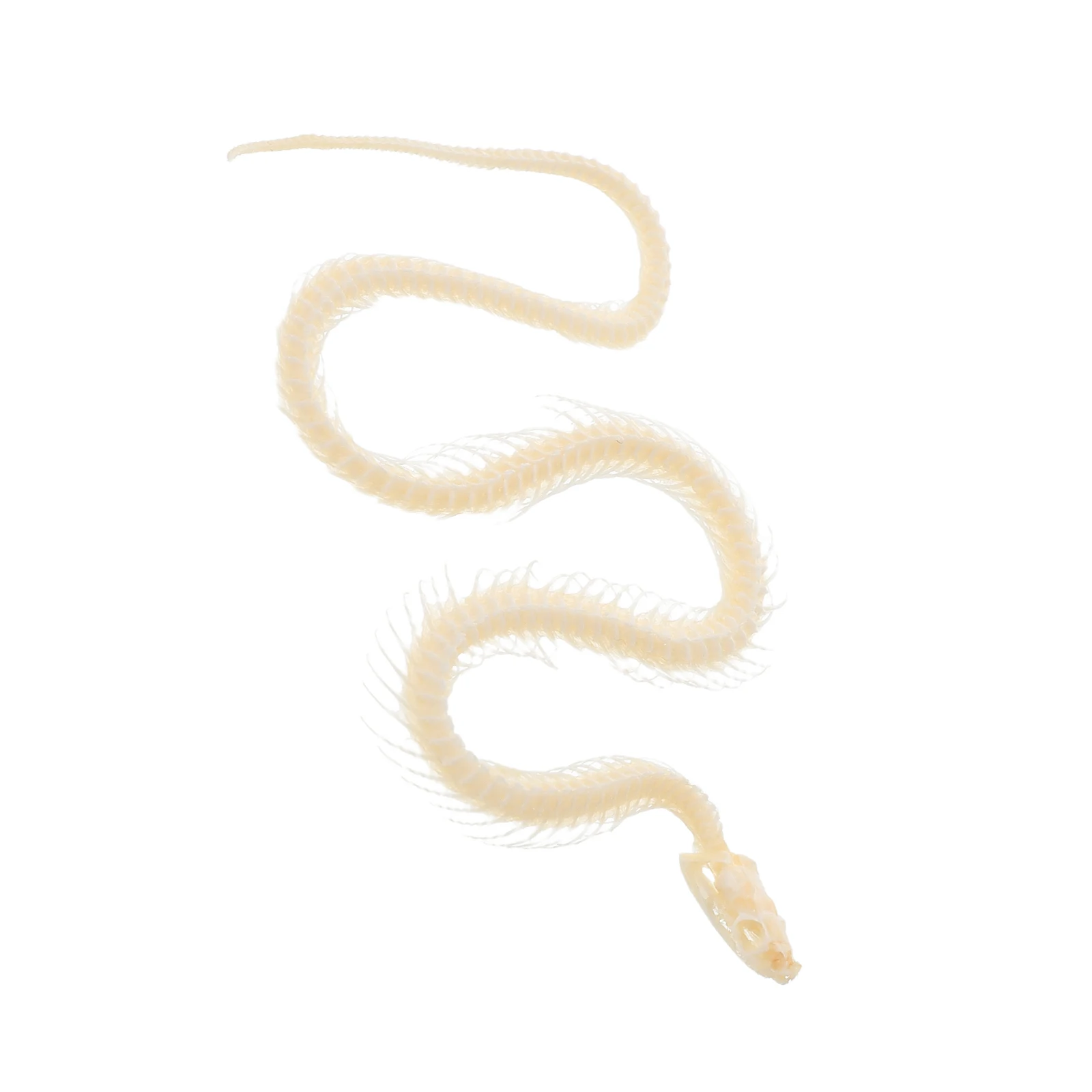 Snake Specimen Beige Desktop Decor Real Bones Reptile Anatomy Teaching Aid Kids Science Educational
Snake Specimen Beige Desktop Decor Real Bones Reptile Anatomy Teaching Aid Kids Science Educational