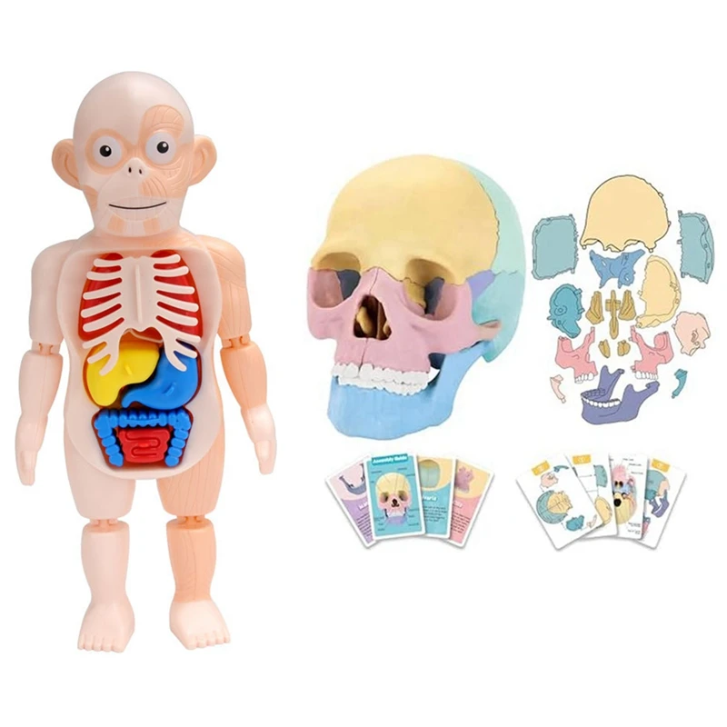 Anatomy Skull Model, Human Anatomy Skull Puzzle, Detachable Mini Human -Skull Model,Human Organ Model
Anatomy Skull Model, Human Anatomy Skull Puzzle, Detachable Mini Human -Skull Model,Human Organ Model